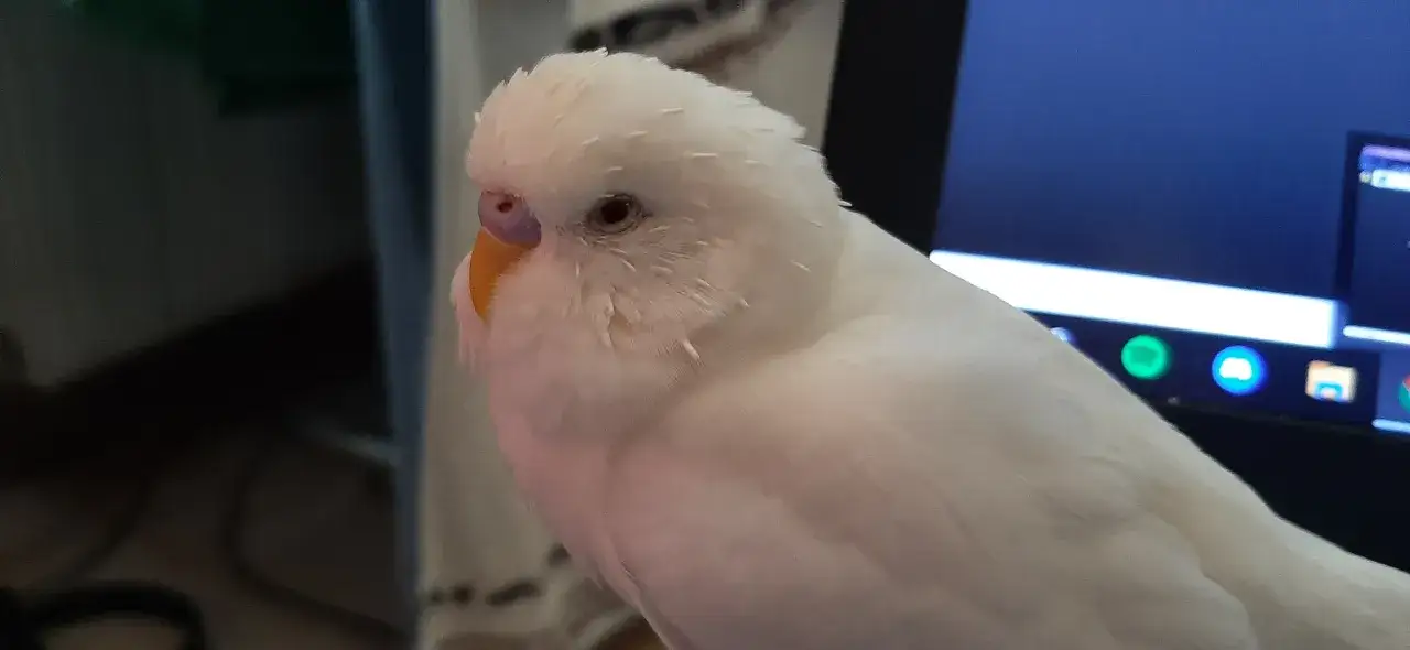 papuga falista wosk&oacute;wka młoda samiec samica por&oacute;wnanie