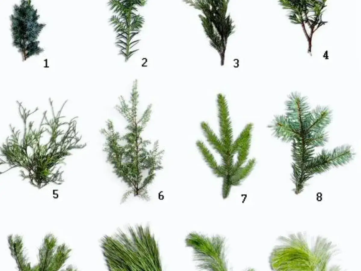 R&oacute;żnorodne gałązki iglaste, idealne jako zieleń cięta do bukiet&oacute;w. Od ciemnych, gęstych po jaśniejsze, delikatne.