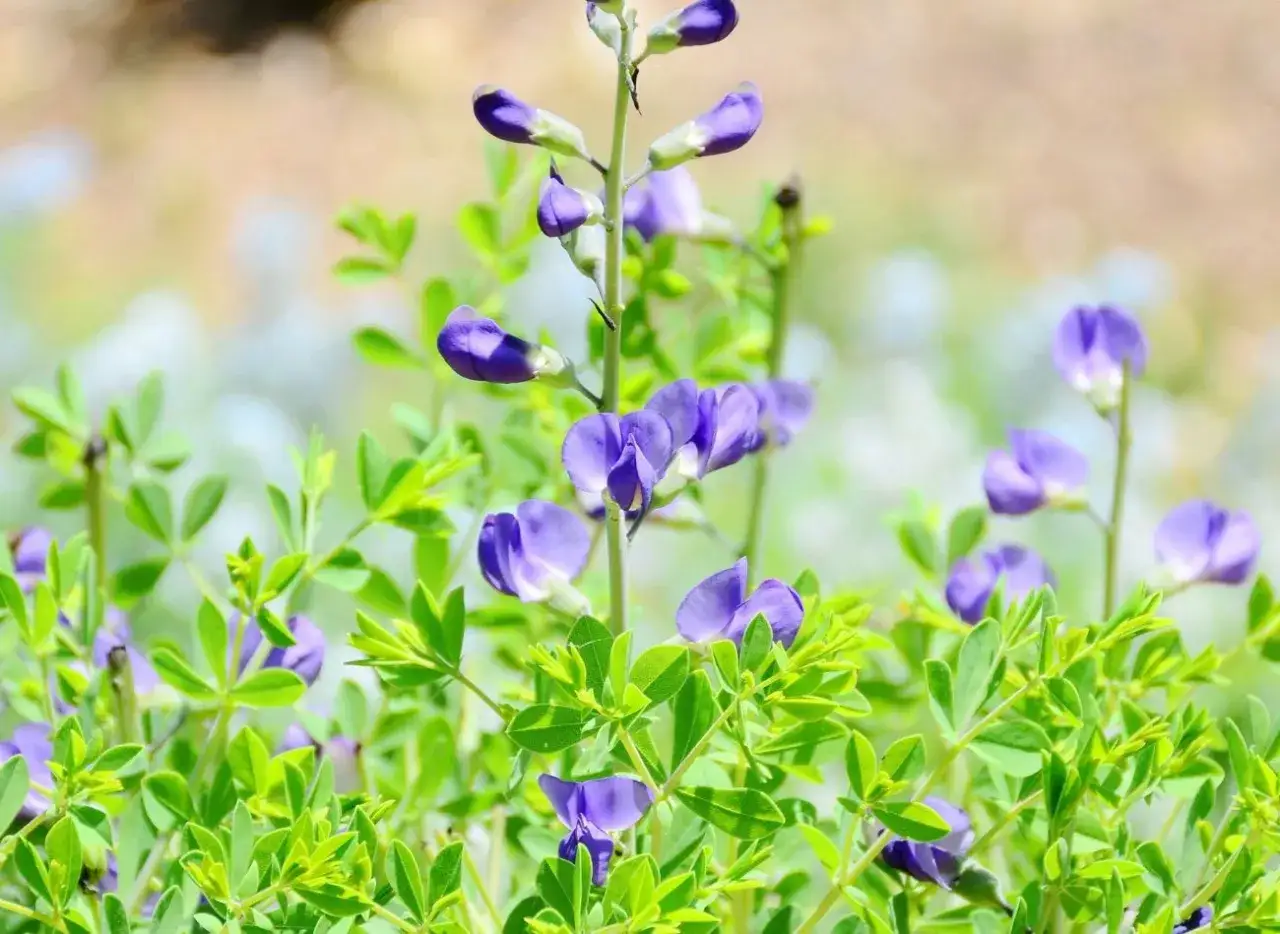 naturalne źródła azotu w ogrodzie