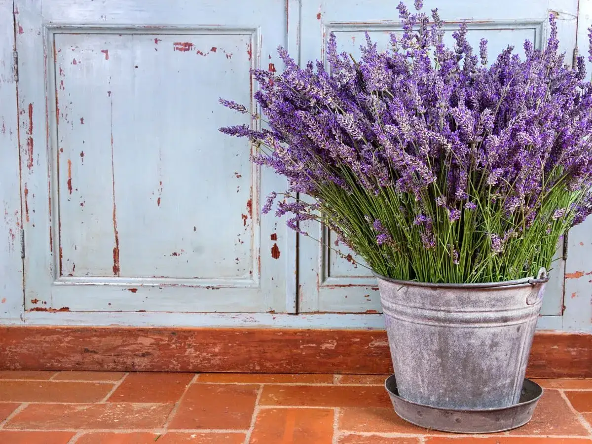 Piękna lawenda w metalowej donicy. Dowiedz się, jak często podlewać lawendę w doniczce, by cieszyć się jej aromatem.