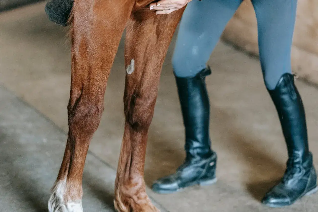Koń z widocznym szpatem na nodze, obok osoba w jeździeckich butach.