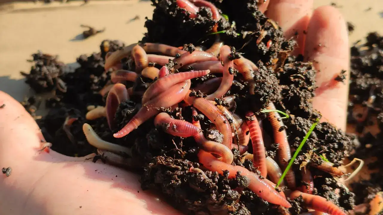Dżdżownice kalifornijskie w dłoni, pokazujące, jak szybko rozmnażają się te pożyteczne stworzenia.