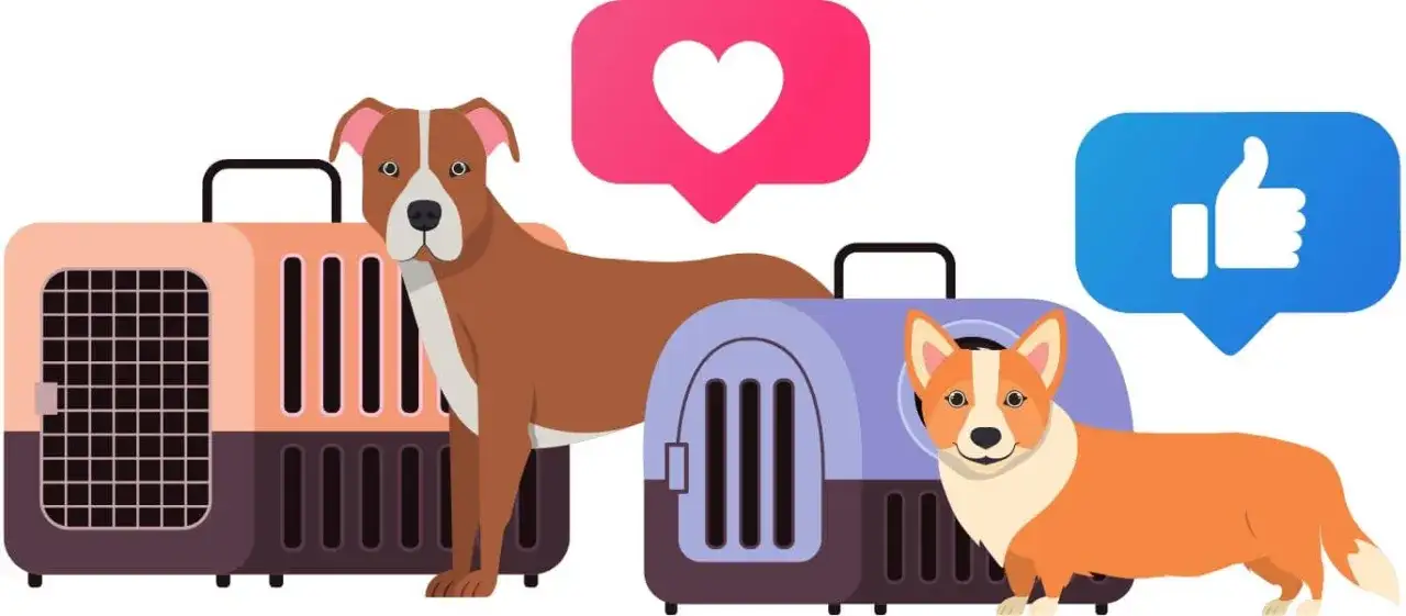 Zdjęcie Jak przewieźć psa z Polski do Anglii? Ważne wymagania i porady