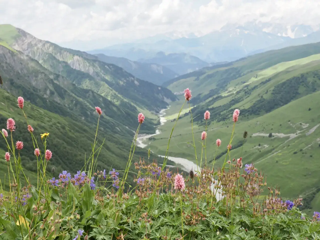 Kwiaty na pierwszym planie podczas trekking w Gruzji. W tle zielone g&oacute;ry i rzeka.