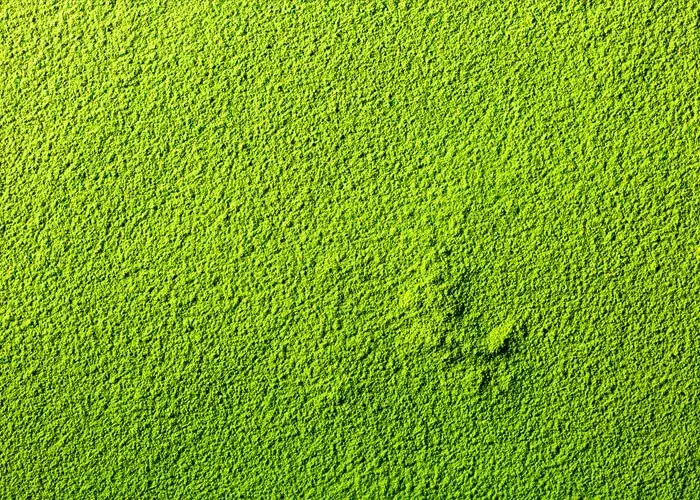 matcha wysokiej jakości kolor tekstura