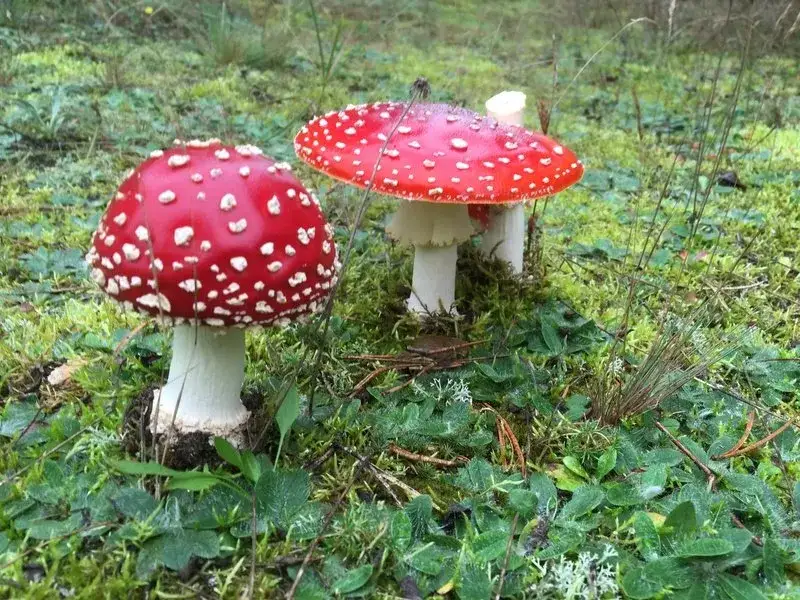 muchomor czerwony a muchomor sromotnikowy porównanie