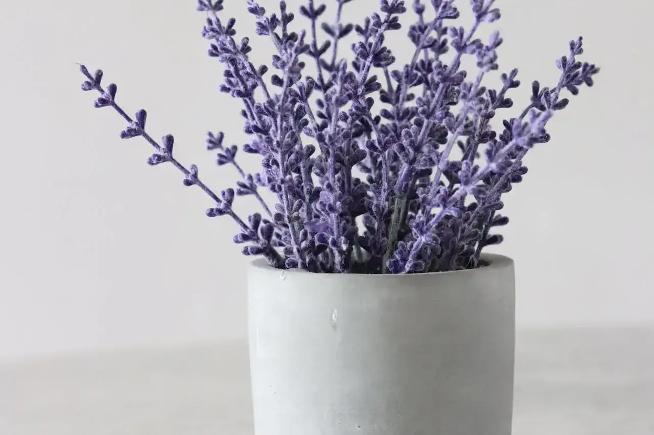 Fioletowa lawenda w szarej doniczce. Idealna ziemia do lawendy w doniczce to taka, która zapewnia dobry drenaż.