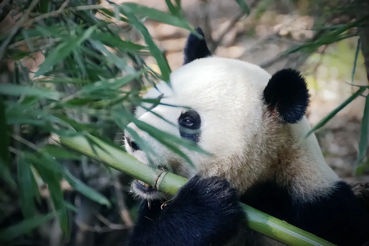 Panda wielka jedząca bambus