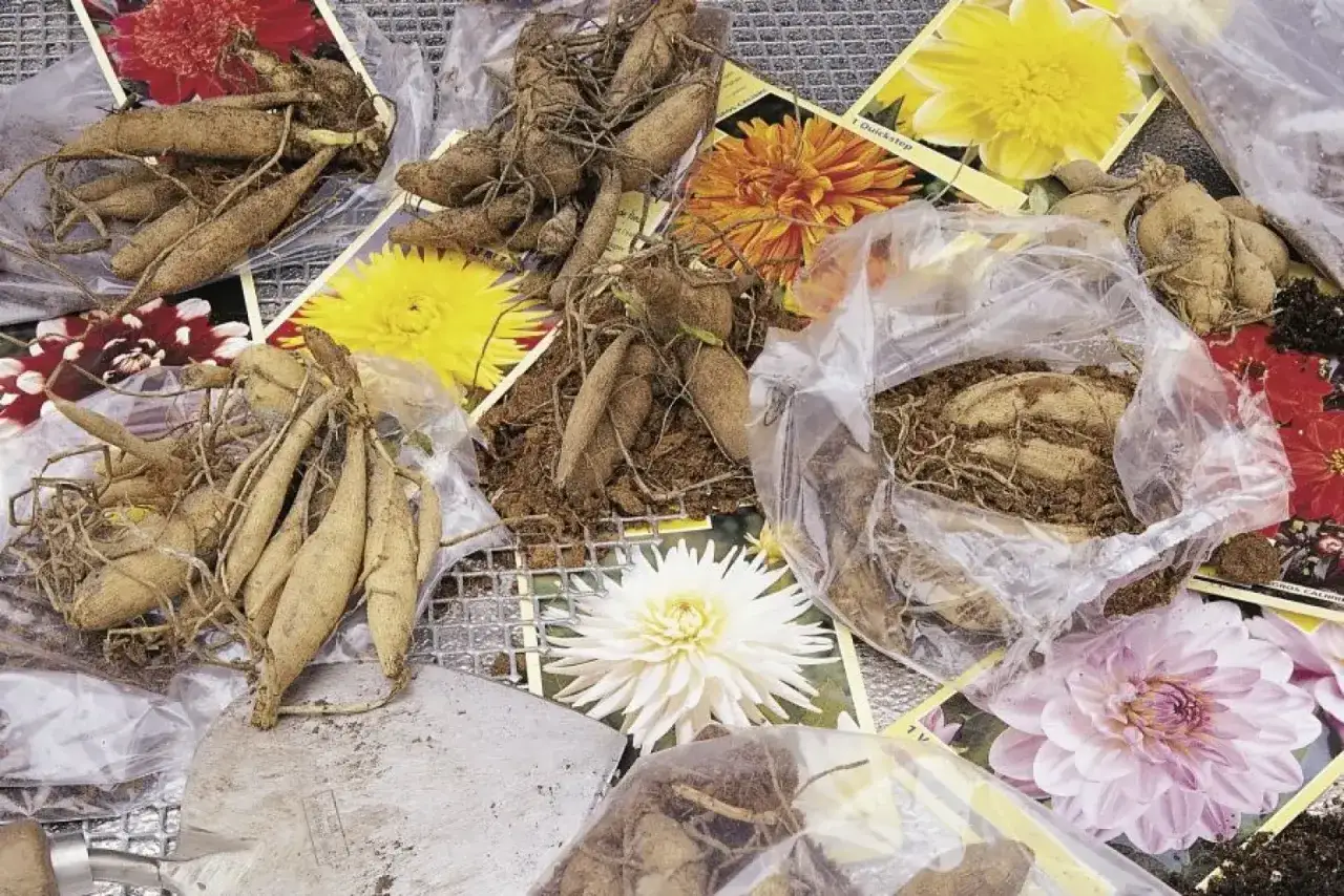 Kiedy sadzić dalie do gruntu? Cebule dalii, gotowe do sadzenia, leżą obok kolorowych zdjęć kwiatów.