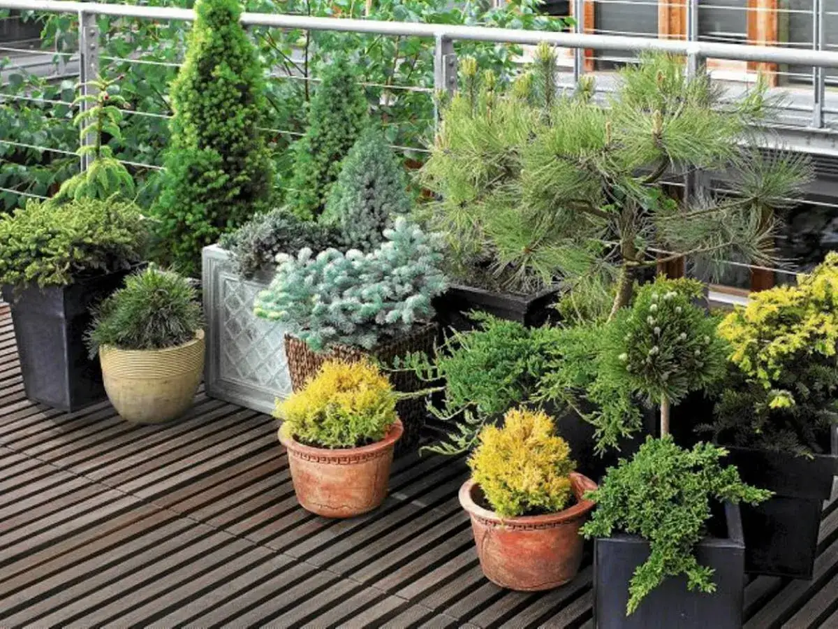 R&oacute;żnorodne krzewy zimozielone do donicy tworzą zieloną aranżację na tarasie.