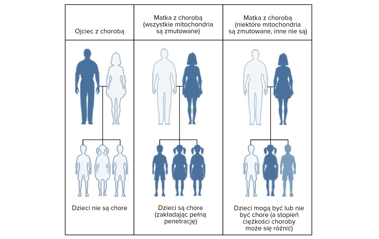 dziedziczenie chor&oacute;b genetycznych schemat