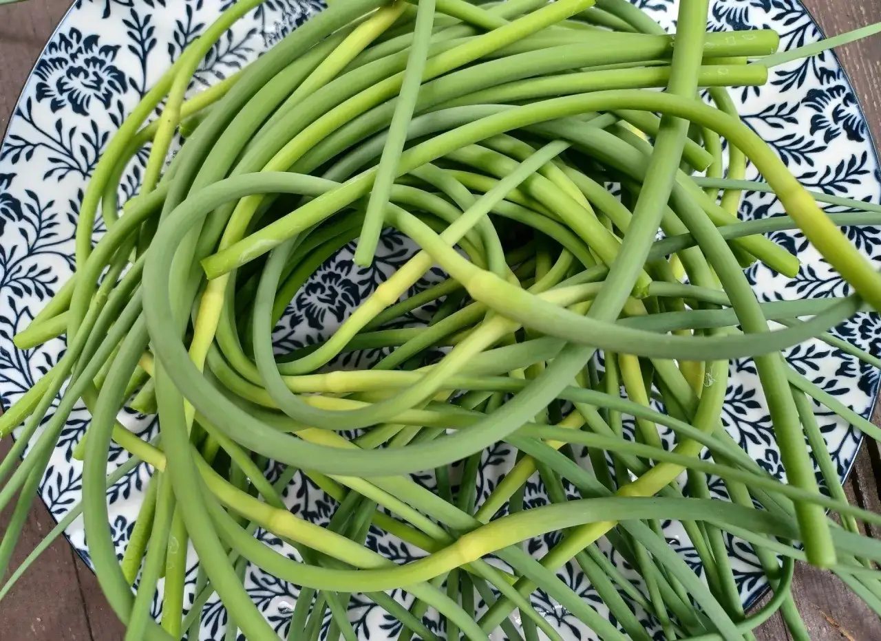 pesto z pęd&oacute;w czosnku