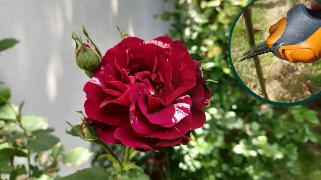 Kiedy przycinać r&oacute;że rabatowe? Sekator tnie pęd r&oacute;ży, by zapewnić jej zdrowy wzrost i obfite kwitnienie.
