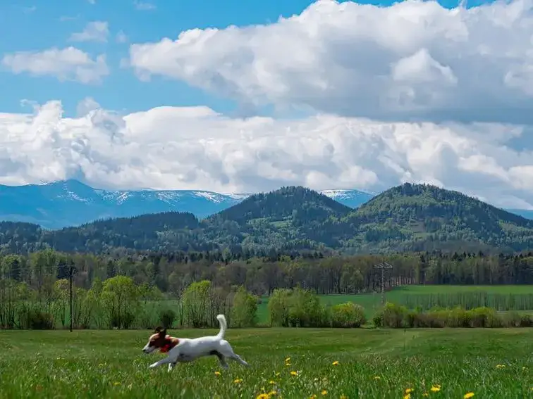 Karpacz nocleg z psem