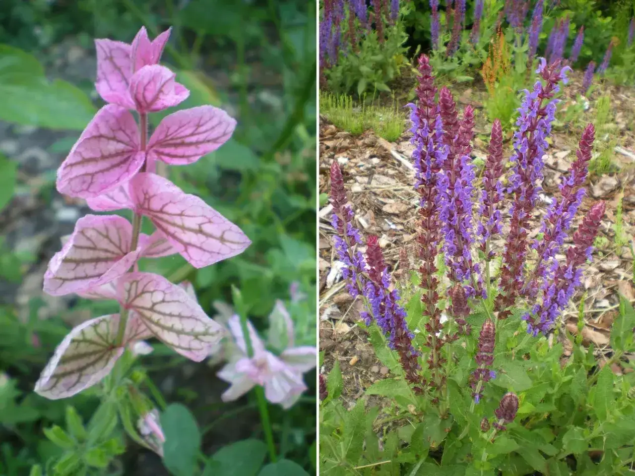 R&oacute;żowa szałwia do ogrodu z delikatnymi żyłkami na liściach obok fioletowych kwiatostan&oacute;w.