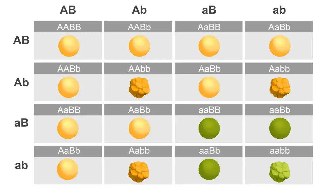 Krzyż&oacute;wka genetyczna grochu Mendla F1 F2