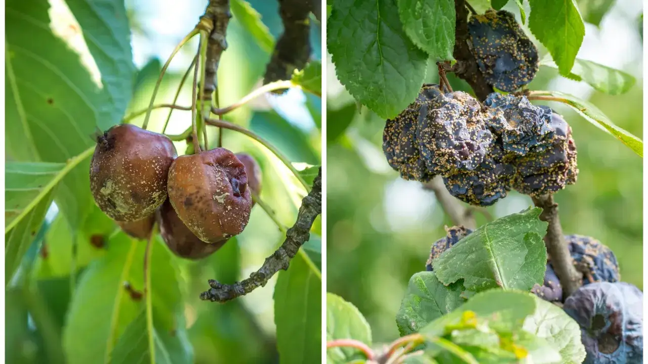 brunatna zgnilizna migdałka objawy