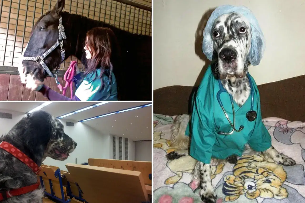 Czy lekarz weterynarii to doktor? Pies w fartuchu i czepku, koń z opiekunką, pies w sali wykładowej.