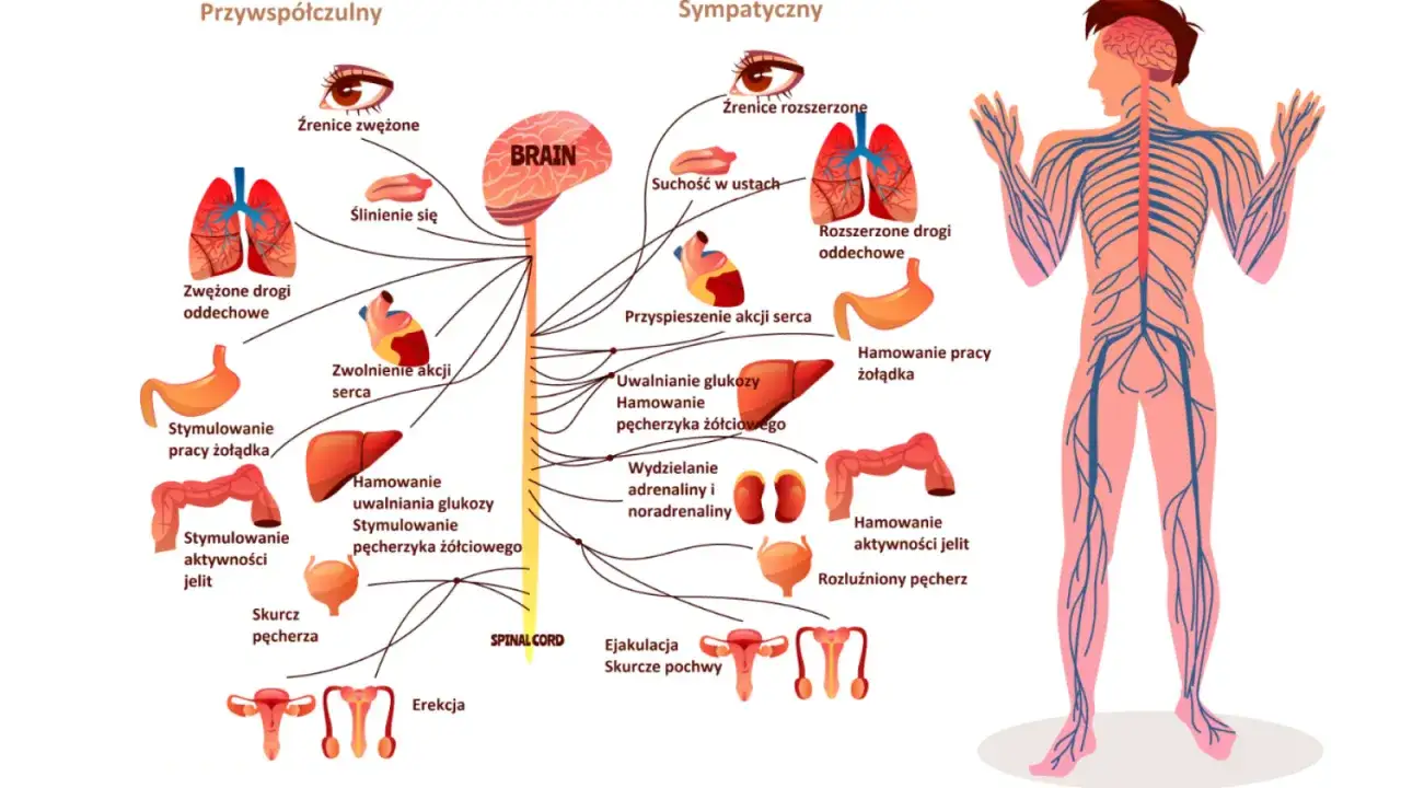 układ współczulny przywspółczulny schemat działania