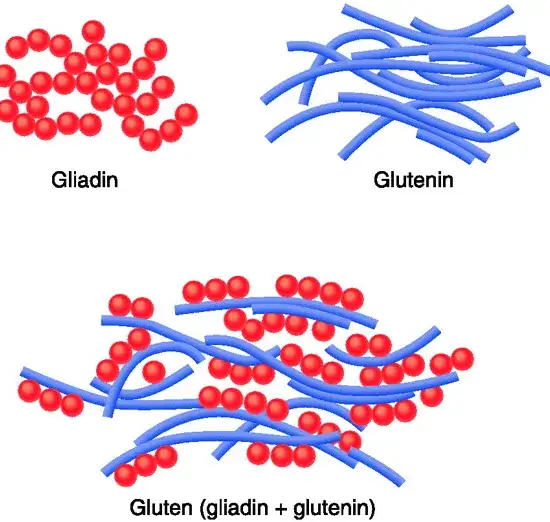 co to jest gluten budowa chemiczna zboża