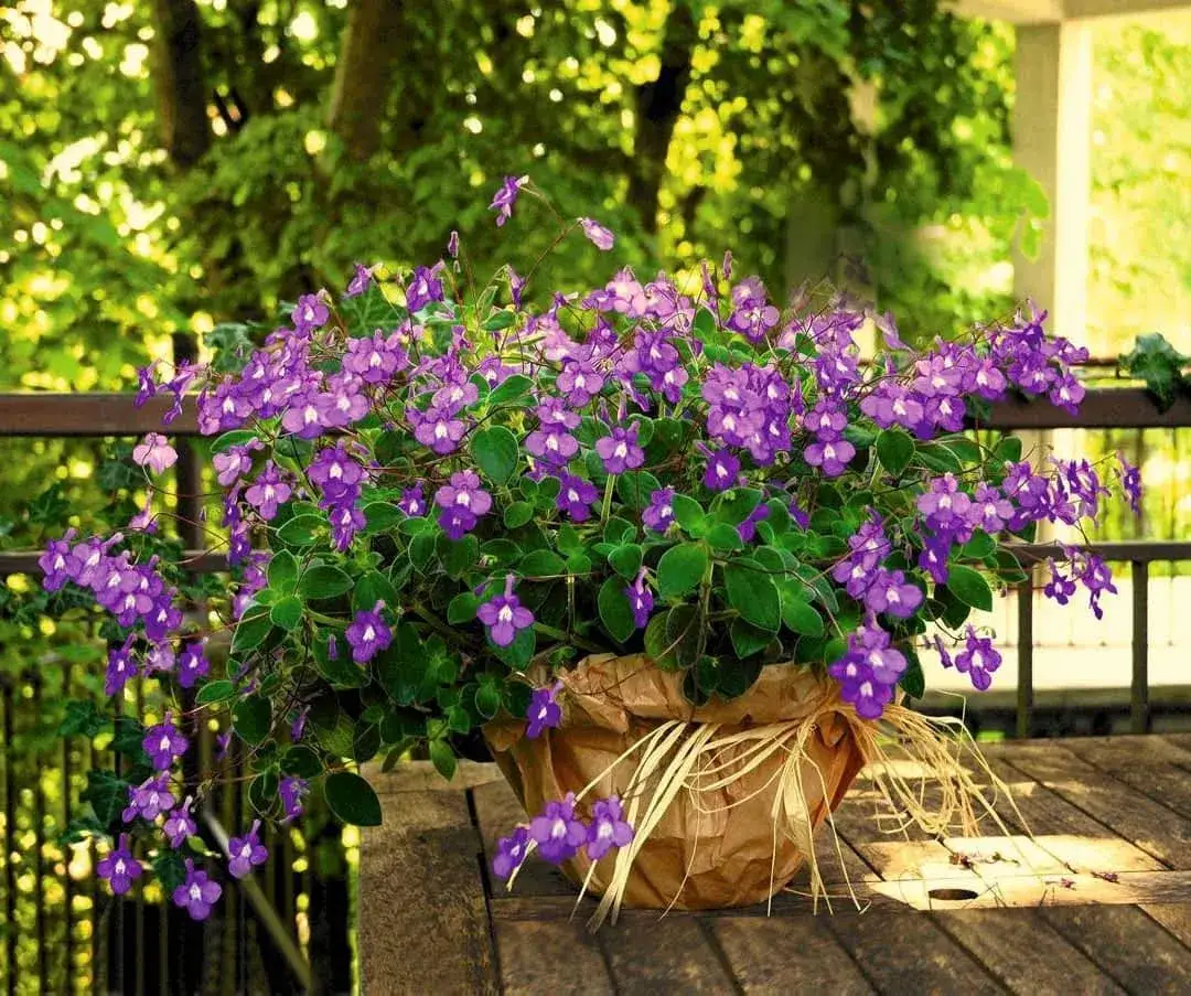 kwiaty do cienia na taras aranżacje