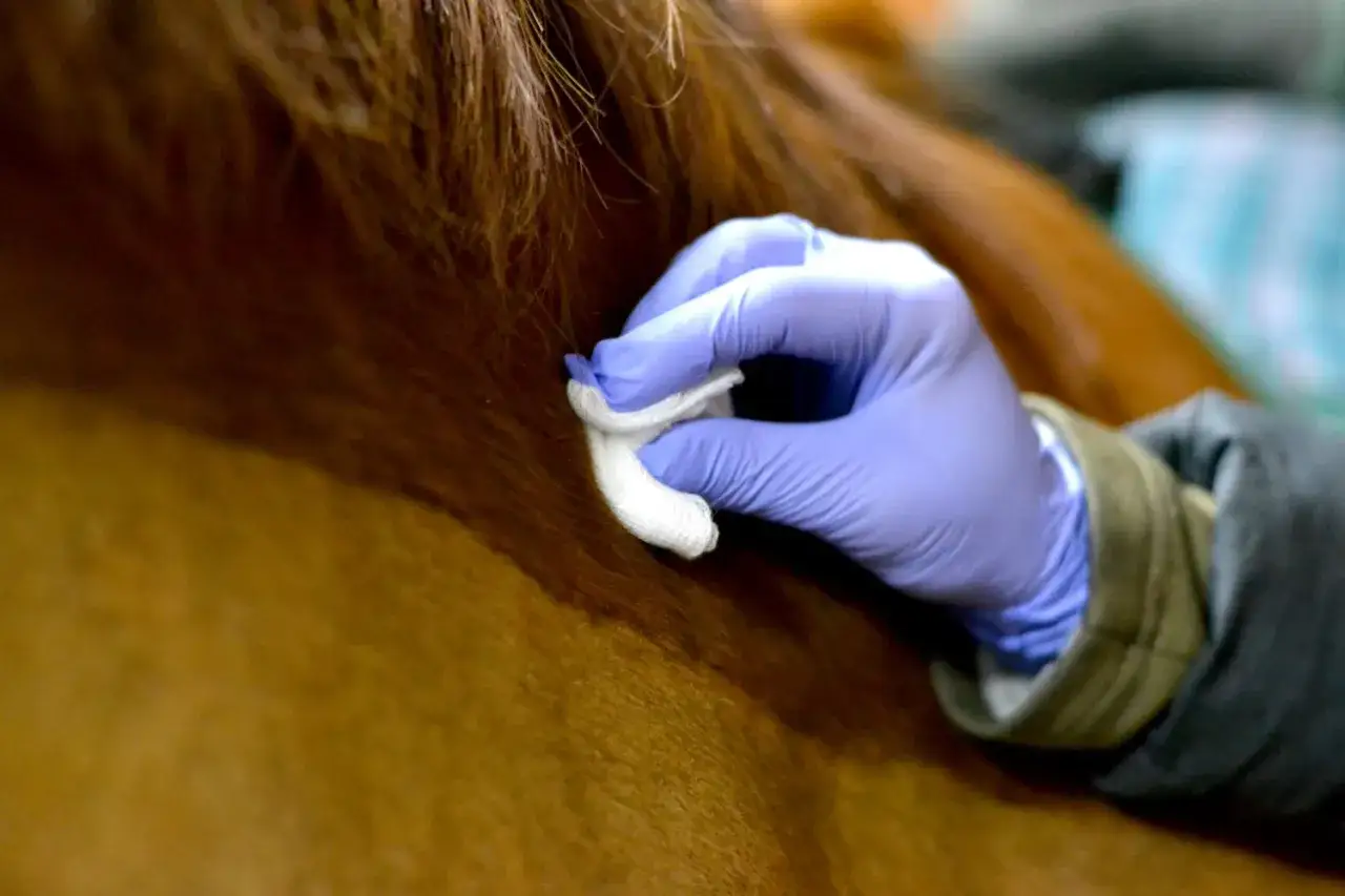 Ręka w niebieskiej rękawiczce dezynfekuje miejsce do kłucia konia.