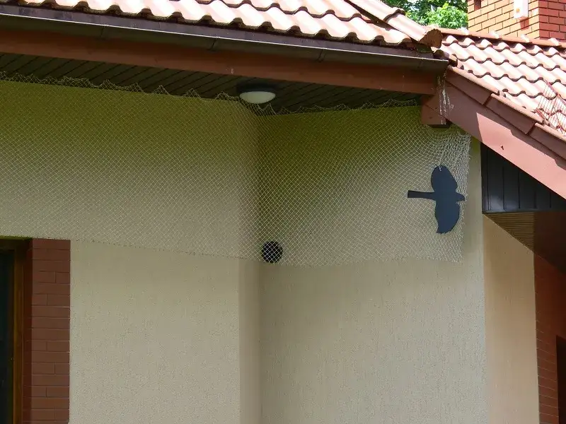 Dzięcioł niszczący elewację styropianową