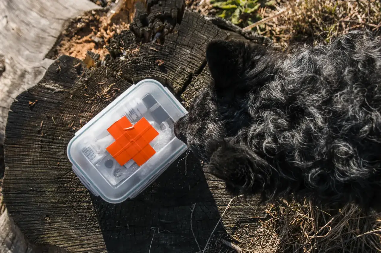 Czarny piesek ciekawie wącha apteczkę. Czy woda utleniona szkodzi psu? To pytanie nurtuje wielu właścicieli czworonogów.