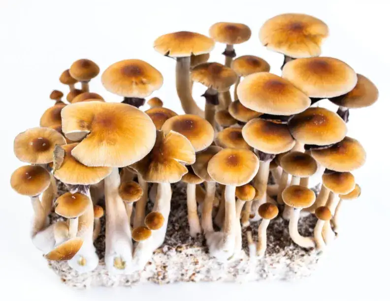 różne odmiany grzybów Psilocybe cubensis
