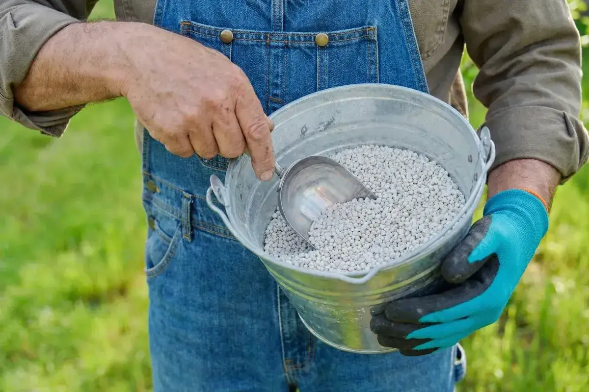 Ogrodnik w ogrodniczkach nabiera łopatką wapno z wiadra. To dobry moment, by pomyśleć, kiedy sypać wapno na działkę, by poprawić jakość gleby.