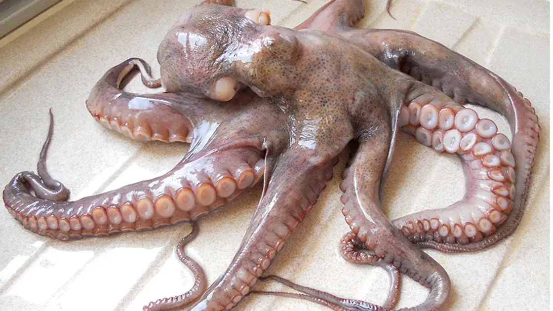 Polpo fresco al banco del pesce