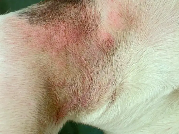 Pies z objawami alergii skórnej, pies drapie się, pies liże łapy