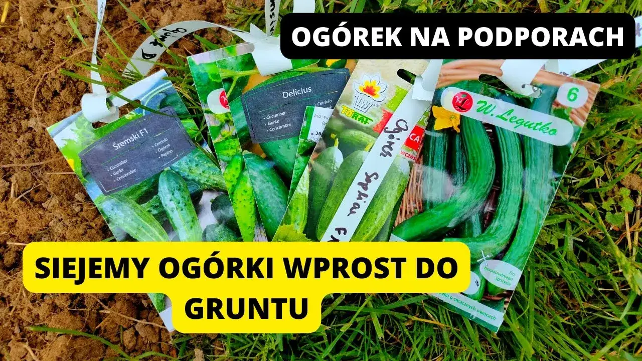 Zdjęcie Kiedy wysiać ogórki do gruntu? Poznaj optymalny termin sadzenia