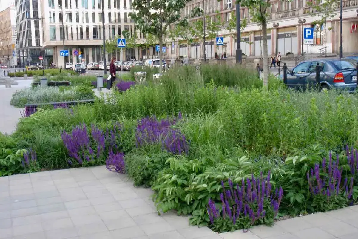 Piękne kwiaty do ogrodu miejskiego, z fioletowymi kłosami i zielenią, tworzą oazę spokoju wśr&oacute;d budynk&oacute;w i samochod&oacute;w.