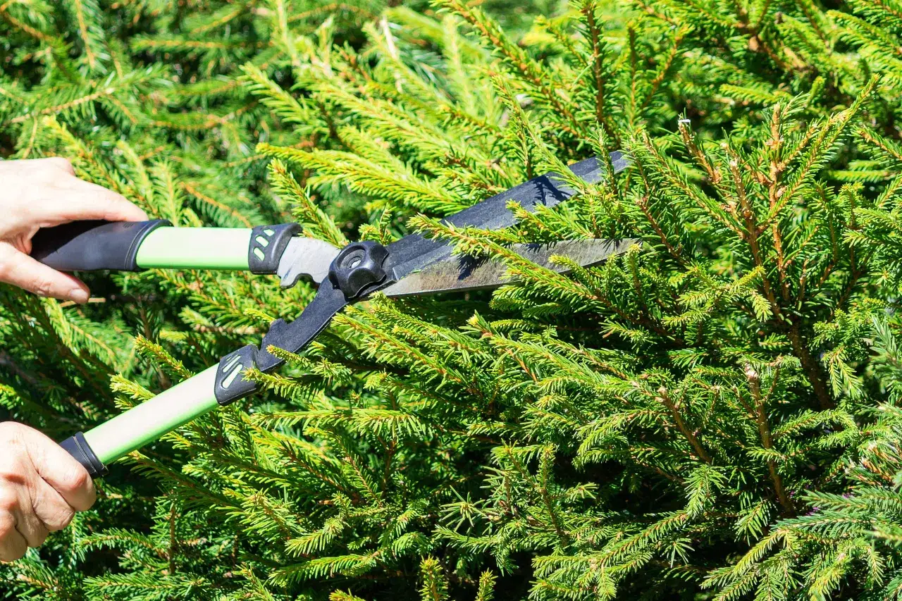 Narzędzia do przycinania świerk&oacute;w