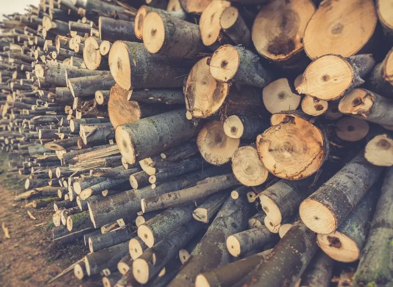 Stos ściętych pni drzew, gotowych na opał do kominka. Widać przekroje drewna, niektóre z widocznymi słojami.