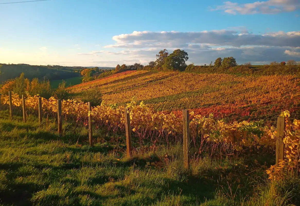 Polska winnica krajobraz