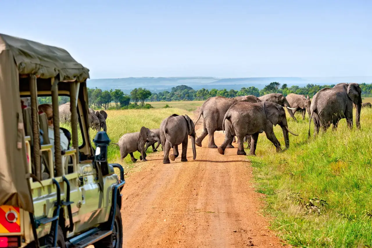 Safari w Kenii, gdzie stado słoni przechodzi przez drogę. Turyści obserwują je z jeepa, jakby oglądali żywą kenijską walutę.