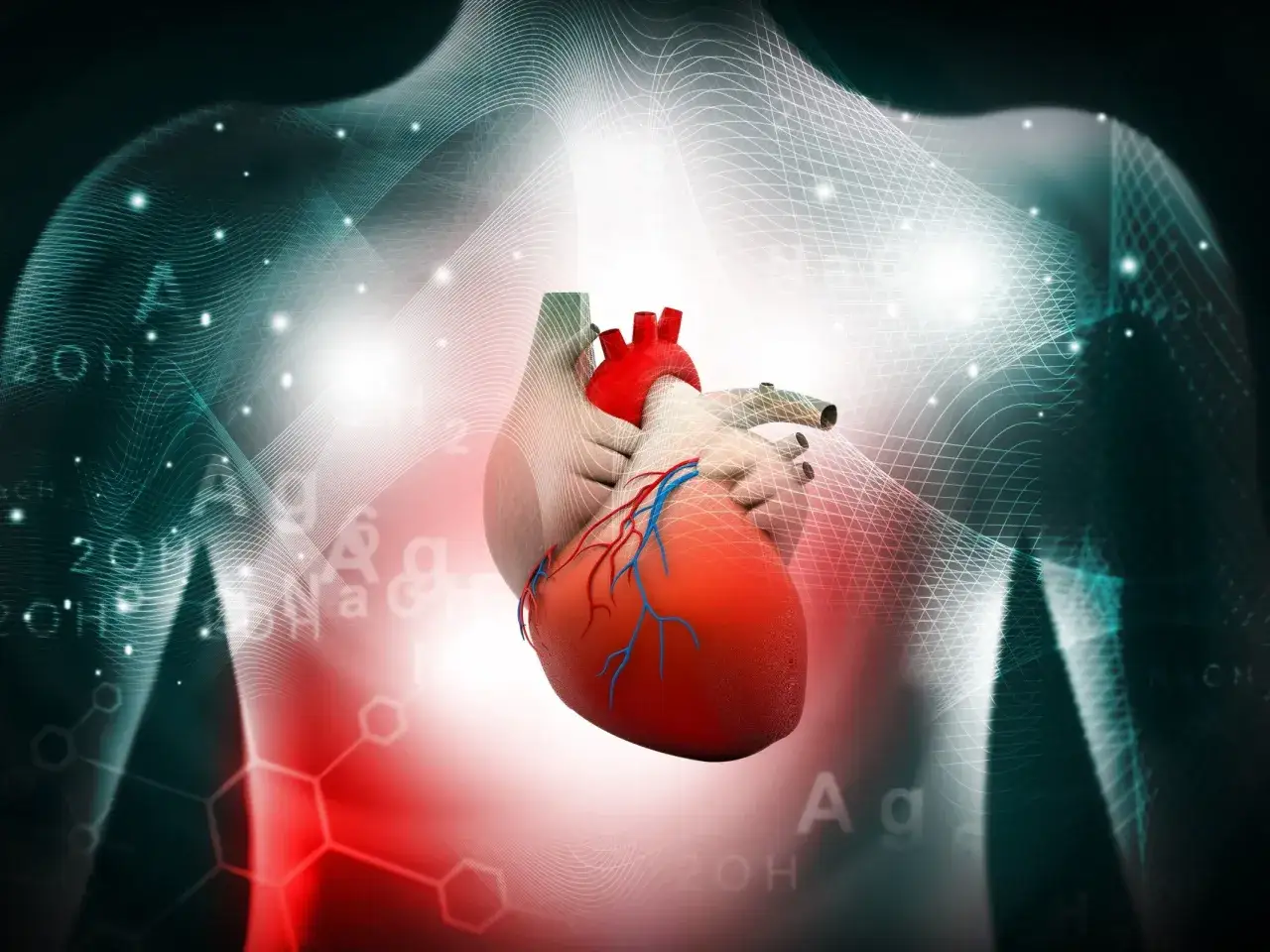 Anatomical heart with medical graphics. Dowiedz się, co to ablacja serca i jak działa.