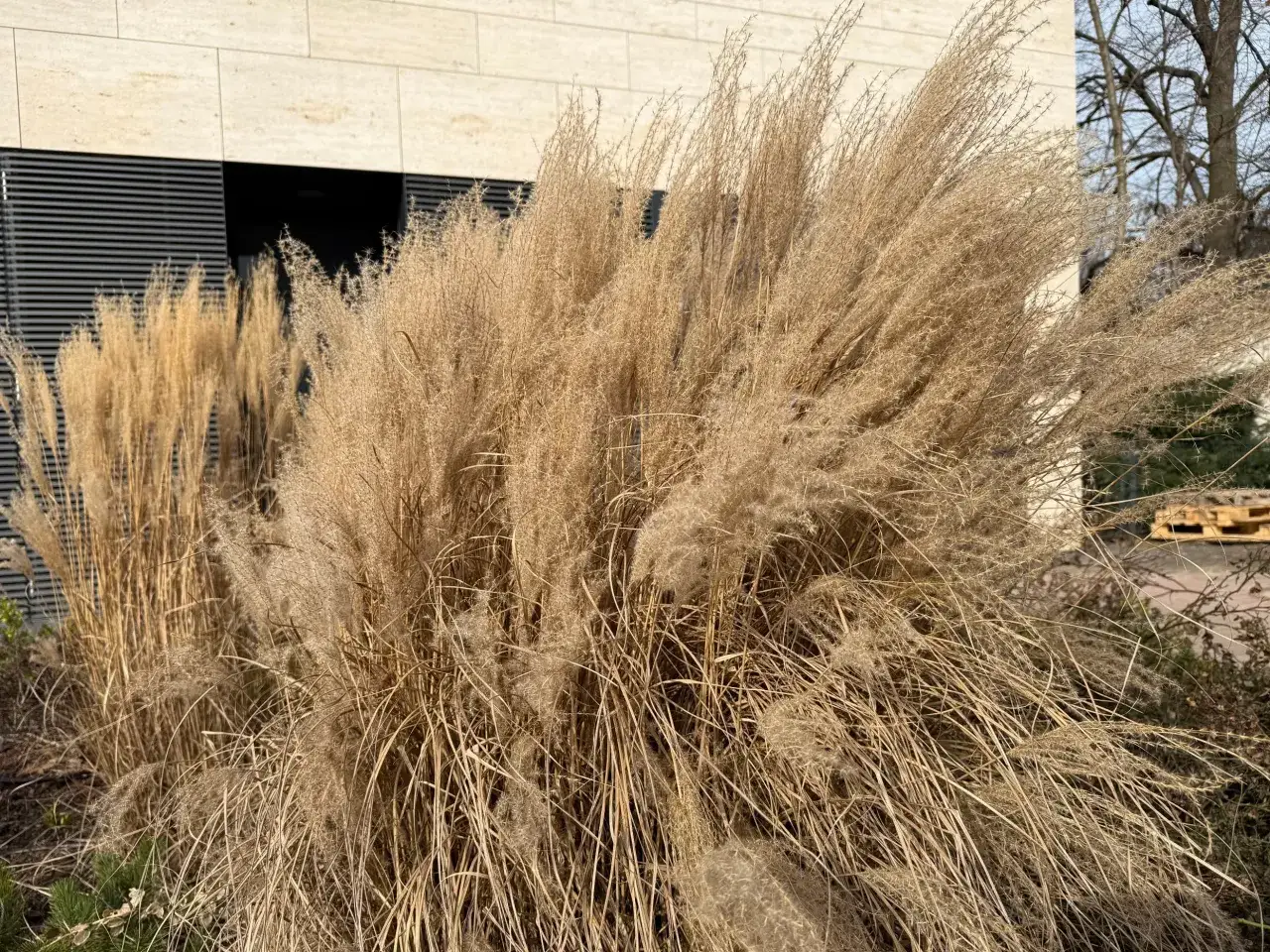 Gęste, suche trawy ozdobne, kiedy przycinamy miskanty, tworzą puszyste kępy na tle nowoczesnego budynku.