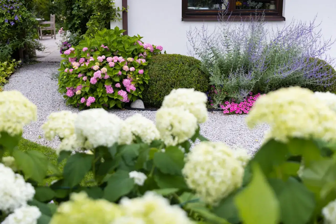 Piękna hortensja bukietowa kwitnie w słońcu, obok lawendy i różowych petunii. Idealne stanowisko dla bujnego wzrostu.