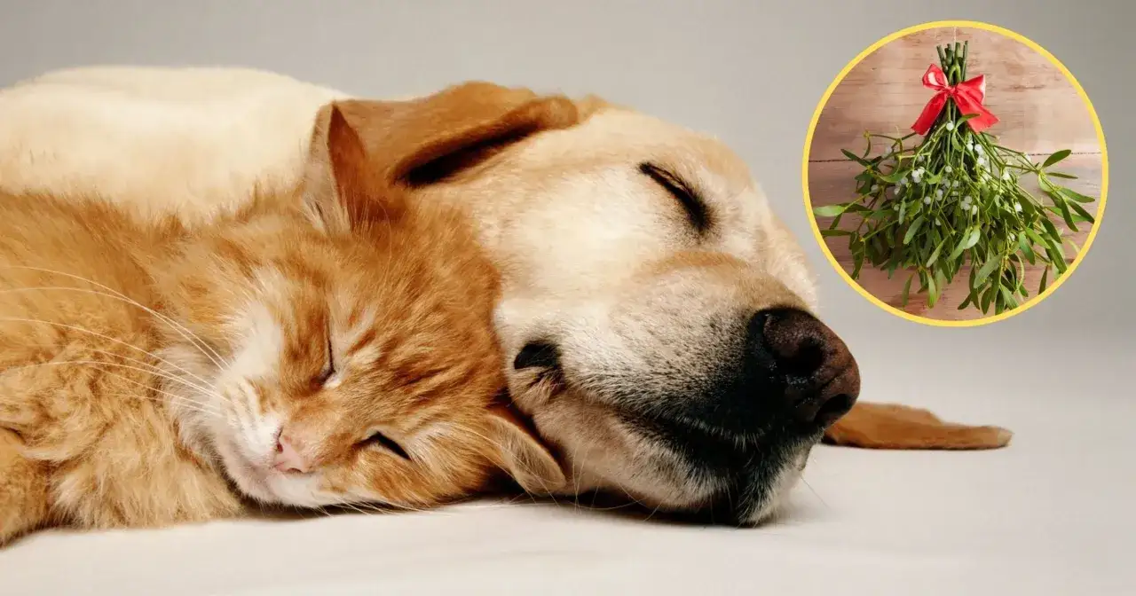 Śpiący kot i pies obok gałązki jemioły. Czy jemioła jest trująca dla zwierząt? Warto wiedzieć, by zapewnić im bezpieczeństwo.