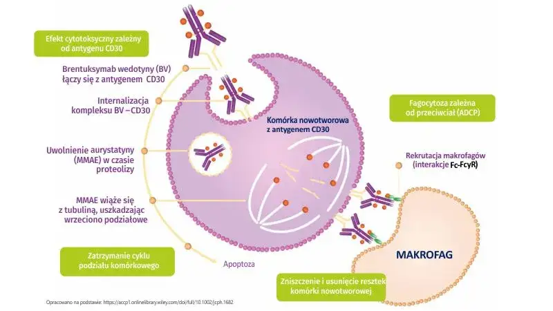 terapie celowane immunoterapia schemat