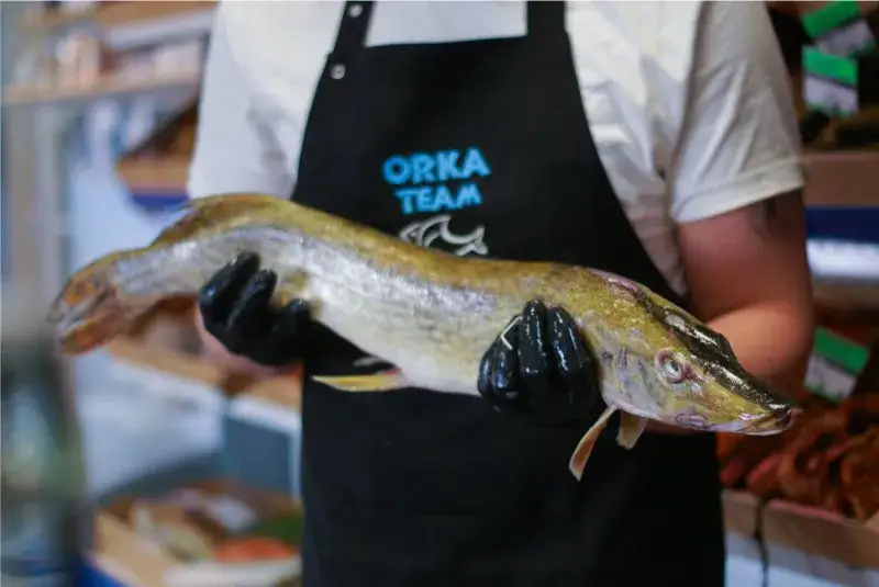 Świeży szczupak na targu rybnym