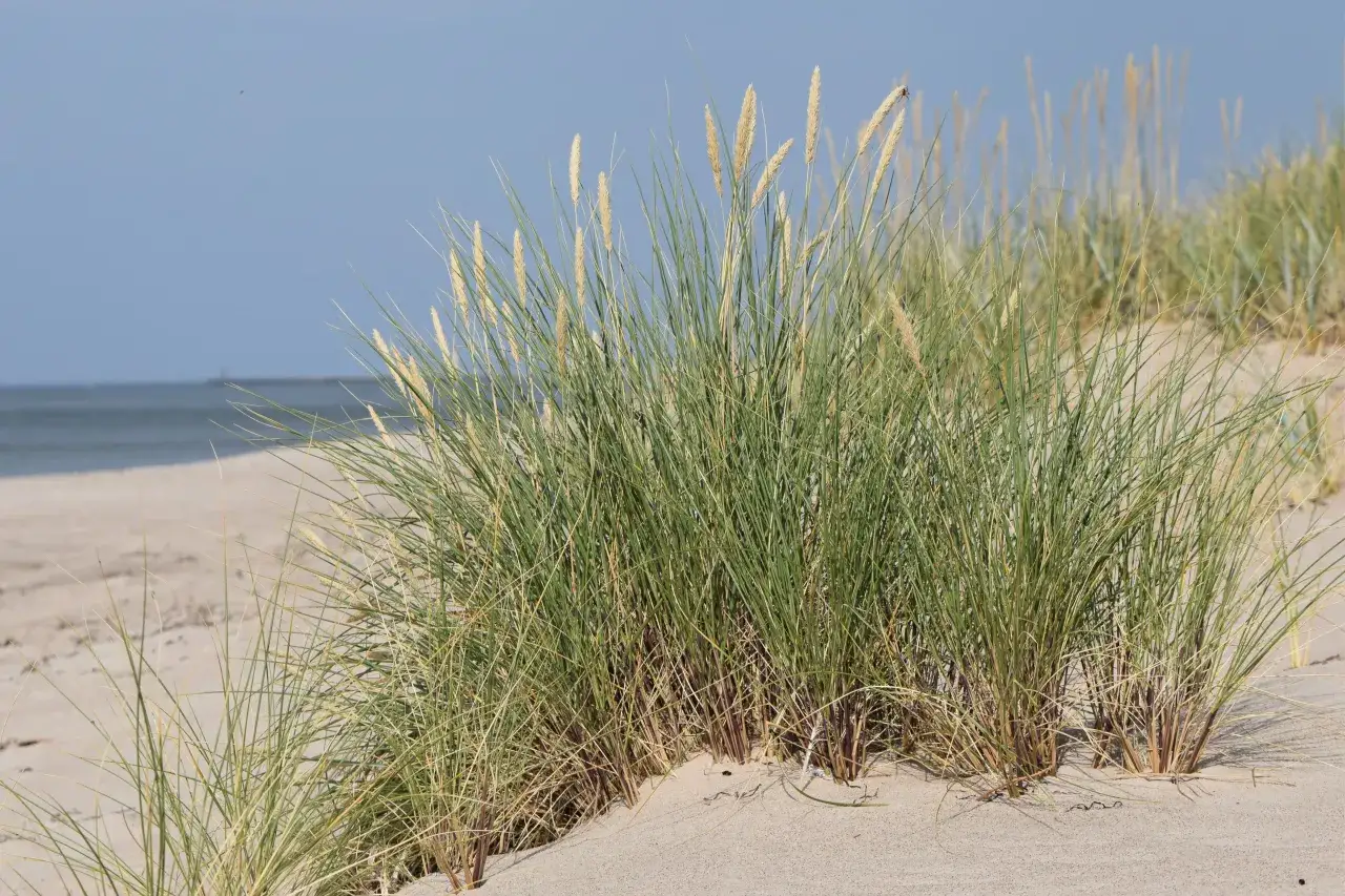 wydmuchrzyca piaskowa mikołajek nadmorski piaskownica zwyczajna