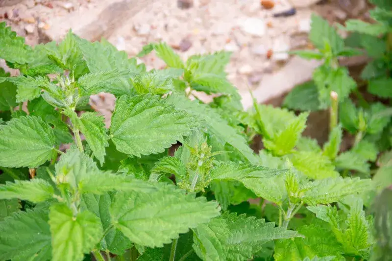 Zdjęcie Kłujący chwast: poznaj niebezpieczeństwa i przykłady roślin