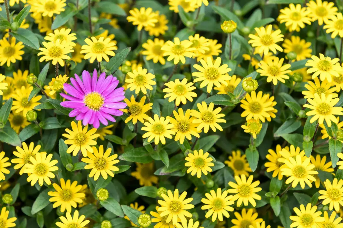 taras słoneczny vs cienisty kwiaty