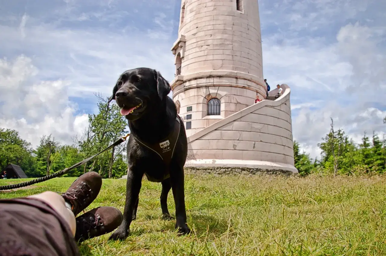 nocleg z psem G&oacute;ry Sowie