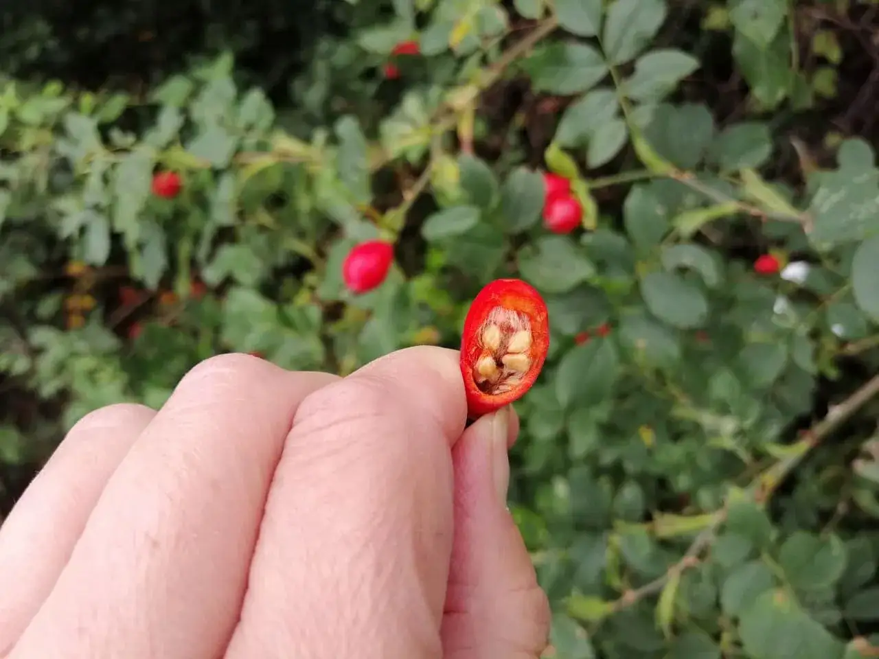 Dłoń trzyma przekrojony owoc dzikiej róży, ukazując nasiona. W tle krzewy z czerwonymi owocami. Jaka różnica między dziką różą a głogiem?