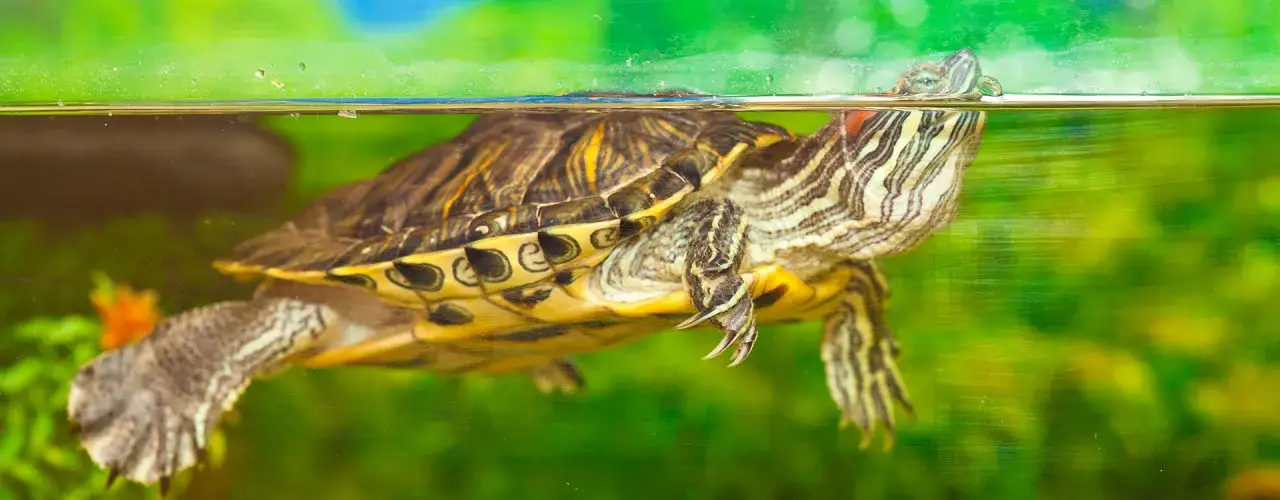 zdrowy żółw żółtobrzuchy w akwaterrarium